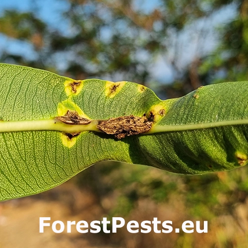Bakteri&aacute;lne ochorenie oleandrov
