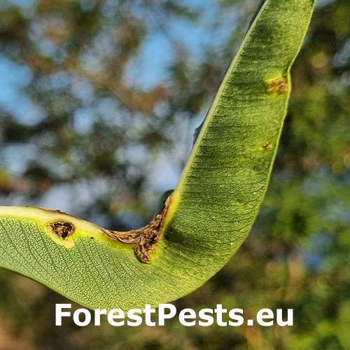 Bakteri&aacute;lne ochorenie oleandrov