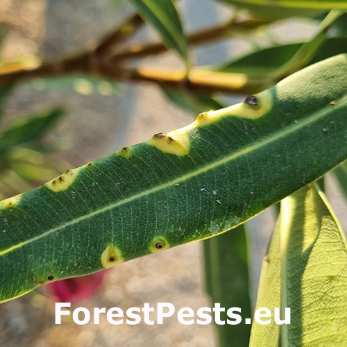Bakteri&aacute;lne ochorenie oleandrov
