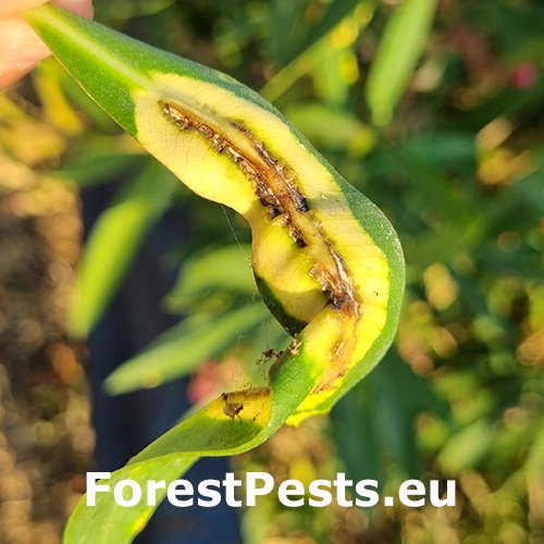 Bakteri&aacute;lne ochorenie oleandrov