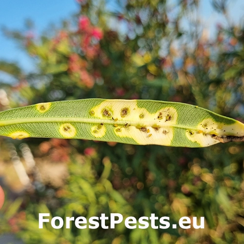 Bakteri&aacute;lne ochorenie oleandrov