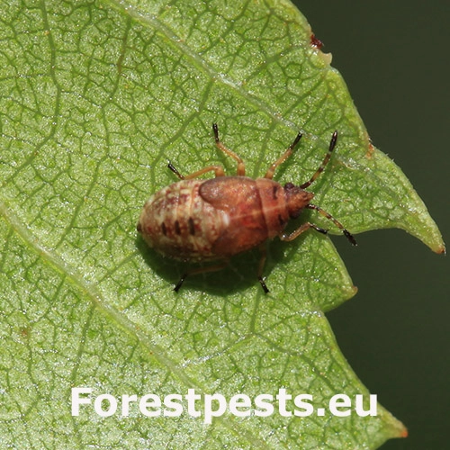 Behavka brezov&aacute;