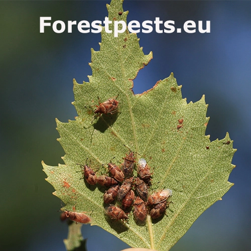 Behavka brezov&aacute;