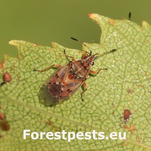 Behavka brezov&aacute;