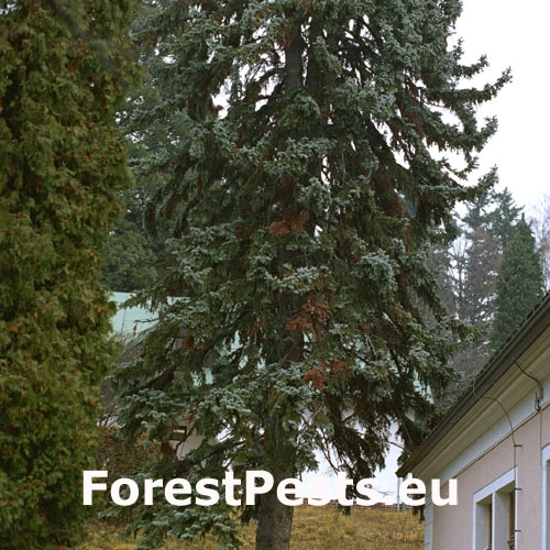 Bielo&uacute;stka Kunzeova