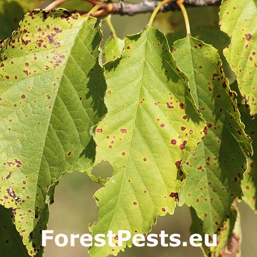  Blumerielka čere&scaron;ňov&aacute;