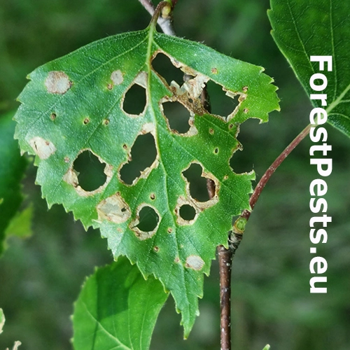 Bly&scaron;tek bukov&yacute;