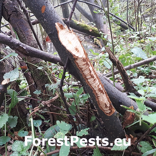 Bobor eur&oacute;psky 