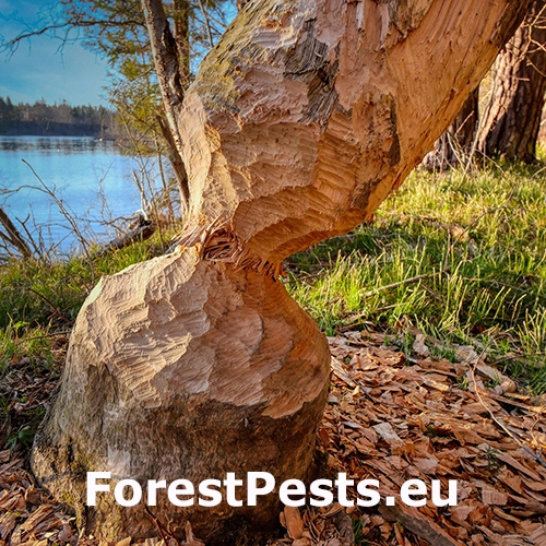 Bobor eur&oacute;psky 