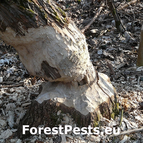 Bobor eur&oacute;psky 