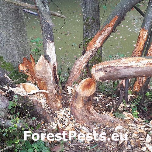 Bobor eur&oacute;psky 