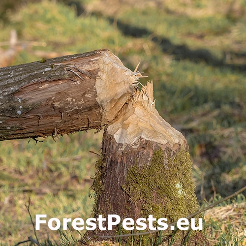 Bobor eur&oacute;psky 