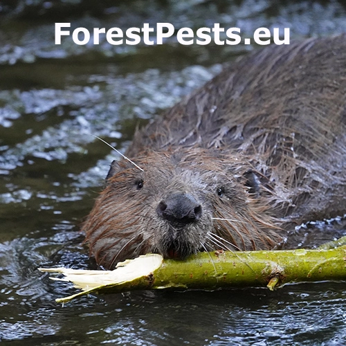 Bobor eur&oacute;psky 