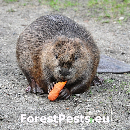 Bobor eur&oacute;psky 