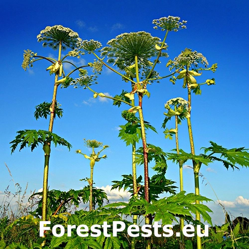 Boľ&scaron;evn&iacute;k obrovsk&yacute;