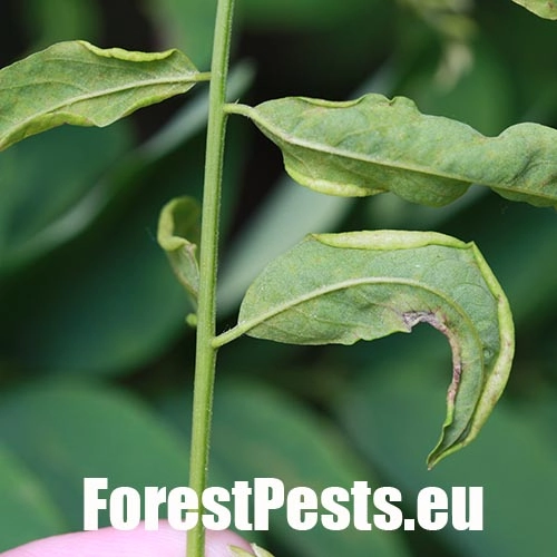 Byľomor ag&aacute;tov&yacute;