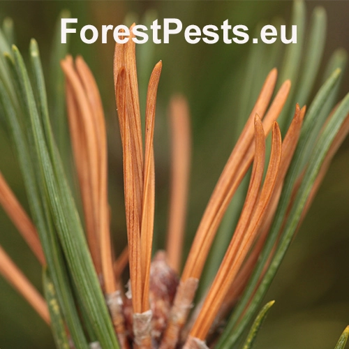 Byľomor borovicov&yacute;