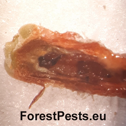 Byľomor borovicov&yacute;