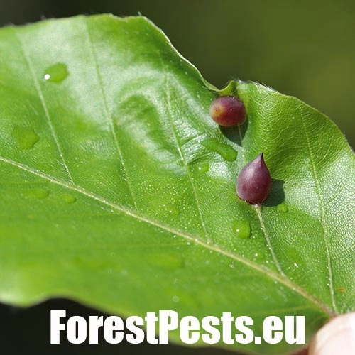 Byľomor bukov&yacute;