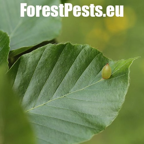 Byľomor bukov&yacute;