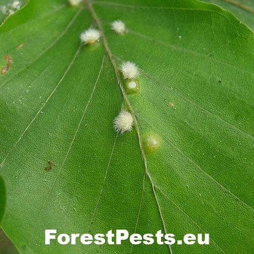 Byľomor Hartigiola annulipes