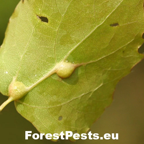 Byľomor Lasioptera populnea