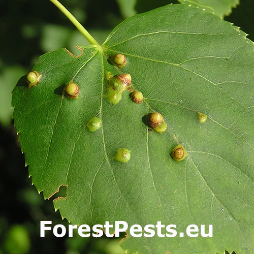 Byľomor lipov&yacute;