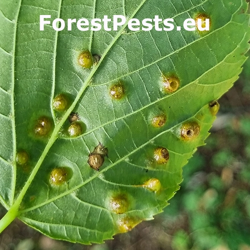 Byľomor lipov&yacute;