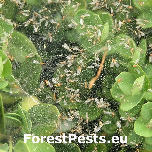 Byľomor Monarthropalpus flavus