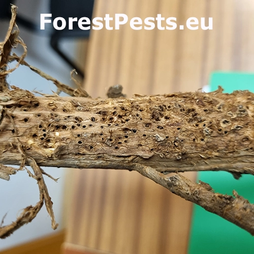 Byľomor Rabdophaga saliciperda