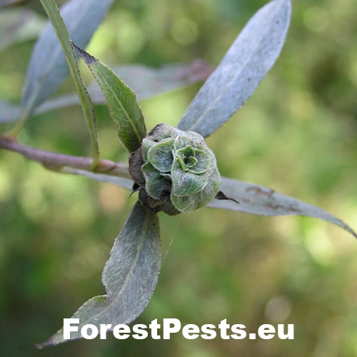 Byľomor ružicov&yacute;