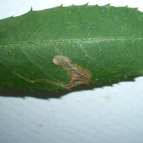 M&iacute;nerka Aulagromyza fraxini