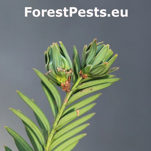 Byľomorka tisov&aacute;