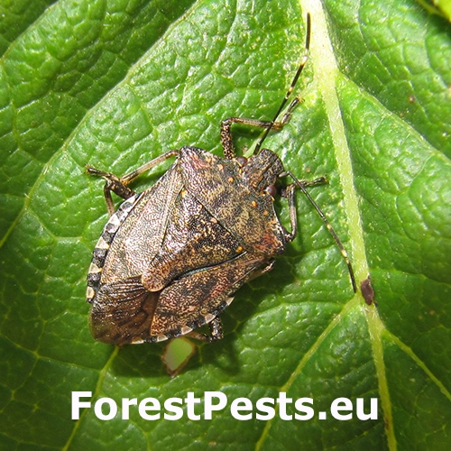 Bzdocha Halyomorpha halys