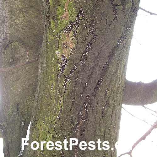 Plo&scaron;tička lipov&aacute;