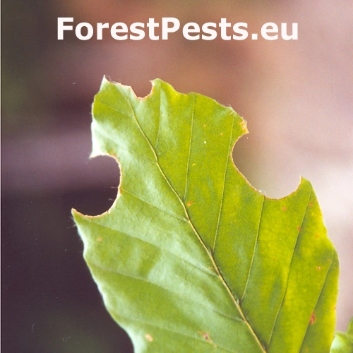 Čal&uacute;nicovit&eacute;