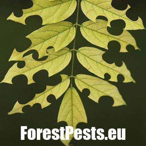 Čal&uacute;nicovit&eacute;