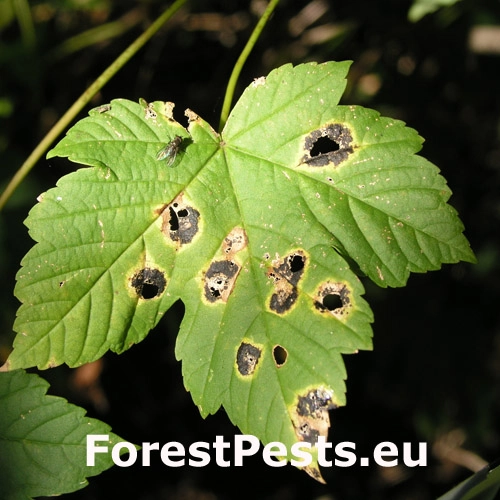 Čerň javorov&aacute;