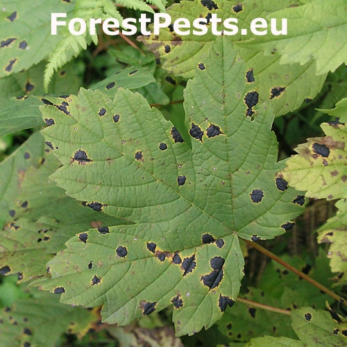 Čerň javorov&aacute;