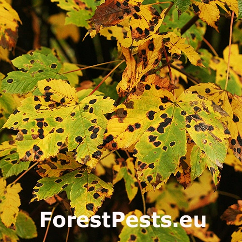 Čerň javorov&aacute;