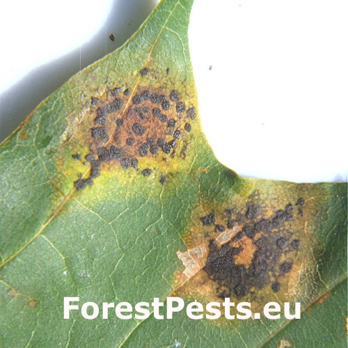 Čerň javorov&aacute;