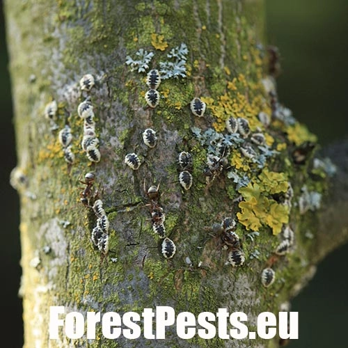 Červec brestov&yacute; 