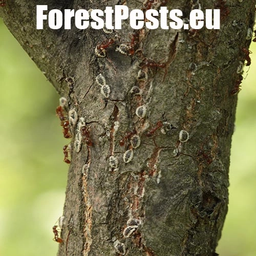 Červec brestov&yacute; 