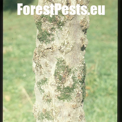 Červec bukov&yacute; 