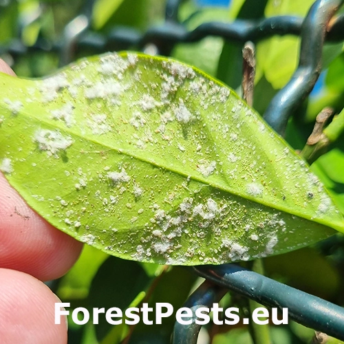 Červec citrusov&yacute;