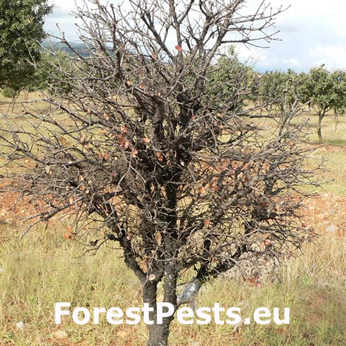 Červec Kermes ilicis 