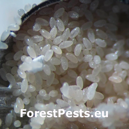 Červec Kermes ilicis 