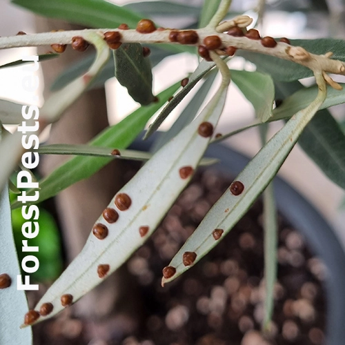 Červec olivov&yacute;