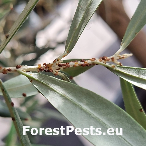 Červec olivov&yacute;