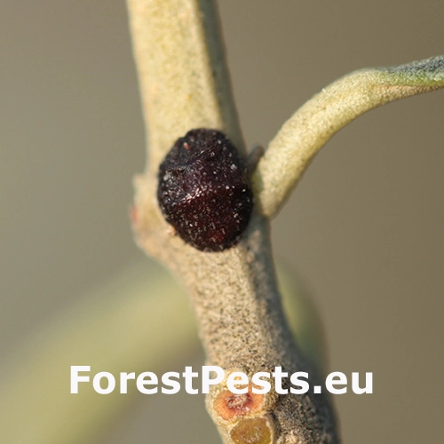 Červec olivov&yacute;